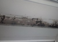 Ποια είναι η διαφορά μεταξύ της μαύρης μούχλας και του ωιδίου 
