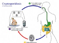 Ποια είναι η διαφορά μεταξύ Cryptosporidium και Giardia 