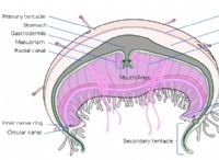 Ποια είναι η διαφορά μεταξύ Mesoglea στα Cnidarians και Mesohyl στα Poriferans 