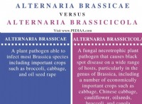 Ποια είναι η διαφορά μεταξύ Alternaria Brassicae και Alternaria Brassicicola 