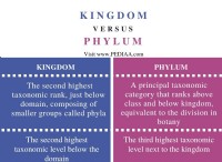 Ποια είναι η διαφορά μεταξύ Kingdom και Phylum 