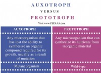 Ποια είναι η διαφορά μεταξύ Auxotroph και Prototroph 