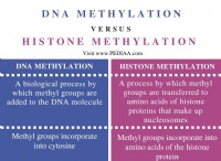 Ποια είναι η διαφορά μεταξύ μεθυλίωσης DNA και μεθυλίωσης ιστόνης 