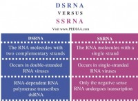 Ποια είναι η διαφορά μεταξύ dsRNA και ssRNA 