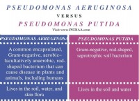 Ποια είναι η διαφορά μεταξύ Pseudomonas Aeruginosa και Pseudomonas Putida 