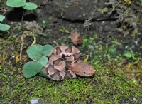 Copperhead εναντίον Water Snake:Identification &Safety Guide 