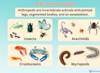 Arthropods:A Comprehensive Guide to Definition, Characteristics &Classification 