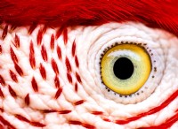 Bird Eye Vision:How Macaws See Without Blood Vessels 