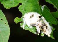 Spider Mimicry:The Amazing Case of the Bird Dropping Spider 